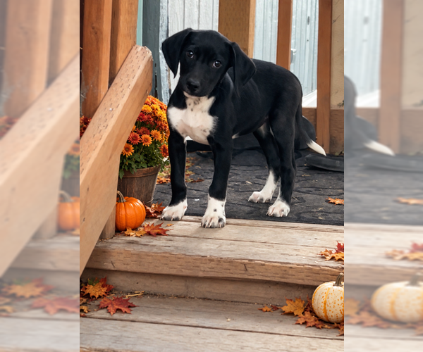 Medium Photo #2 Mutt Puppy For Sale in MIDWAY, UT, USA