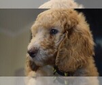 Puppy Mr Yellow Poodle (Standard)