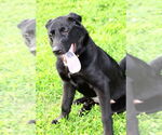 Small #2 Labrador Retriever