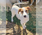 Small #1 English Foxhound Mix