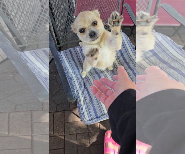 Medium Photo #7 Mutt Puppy For Sale in Sandy, UT, USA