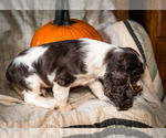Small Photo #8 Cocker Spaniel Puppy For Sale in WAKARUSA, IN, USA