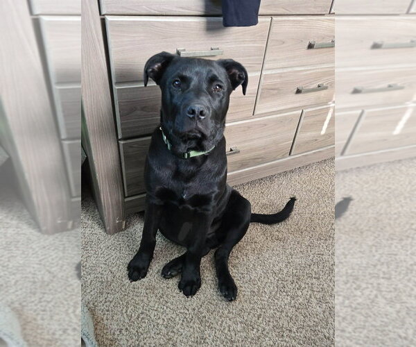 Medium Photo #4 Labrador Retriever-Unknown Mix Puppy For Sale in Aurora, IN, USA