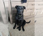 Small #3 Labrador Retriever Mix