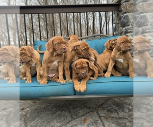 Dogue de Bordeaux Puppy for sale in GLASGOW, KY, USA