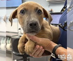 Small #2 Dachshund-Retriever  Mix