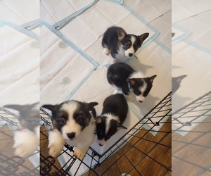 Pembroke Welsh Corgi Puppy for sale in MAUD, KY, USA