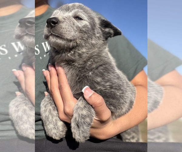 Medium Photo #3 Australian Cattle Dog Puppy For Sale in ZOLFO SPRINGS, FL, USA