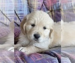 Small #4 Golden Retriever