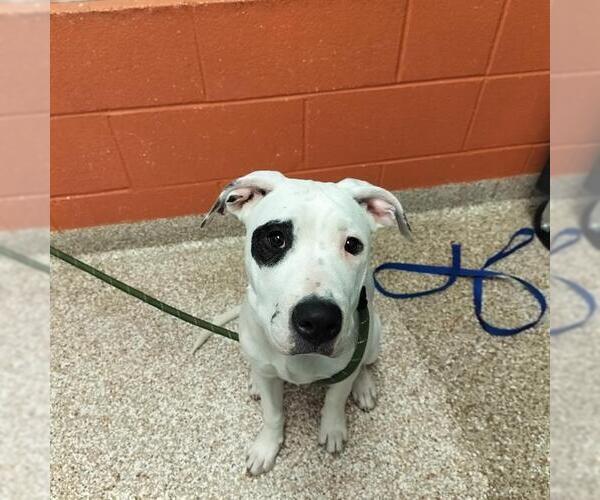 Medium Photo #2  Puppy For Sale in , 