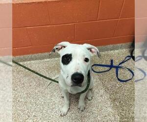 Mutt Dogs for adoption in Pueblo, CO, USA