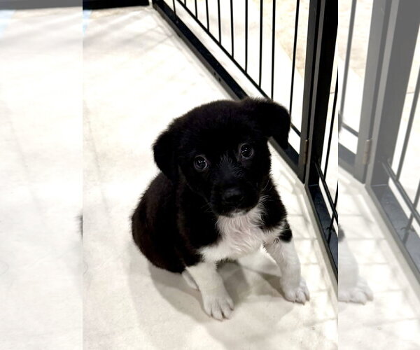 Medium Photo #2 Labrador Retriever-Unknown Mix Puppy For Sale in Royal Palm Beach, FL, USA