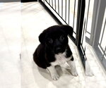 Small #1 Labrador Retriever Mix