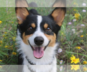 Father of the Pembroke Welsh Corgi puppies born on 06/05/2025