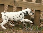 Small Photo #13 Dalmatian Puppy For Sale in ENID, OK, USA