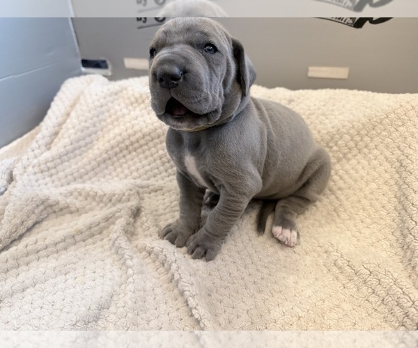 Medium Photo #15 Great Dane Puppy For Sale in OLATHE, CO, USA