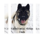 Small #16 Akita