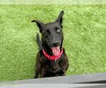 Small #1 Labrador Retriever Mix