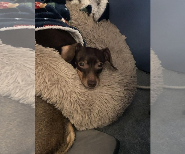 Medium Photo #2 Chiweenie Puppy For Sale in Fruitland, SC, USA