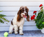 Small #3 Cockapoo