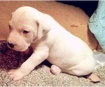 Small Photo #42 American Pit Bull Terrier-Labrador Retriever Mix Puppy For Sale in MOORESBORO, NC, USA