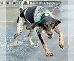 Small #1 Bluetick Coonhound