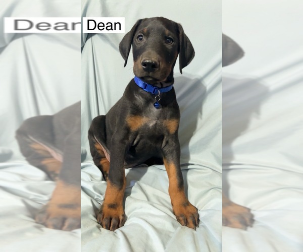 Medium Photo #2 Doberman Pinscher Puppy For Sale in POMEROY, OH, USA