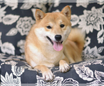 Small Photo #1 Shiba Inu Puppy For Sale in Neosho, MO, USA