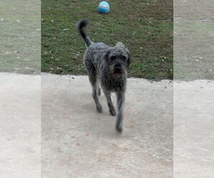 Poodle (Standard) Dogs for adoption in Harrison, AR, USA