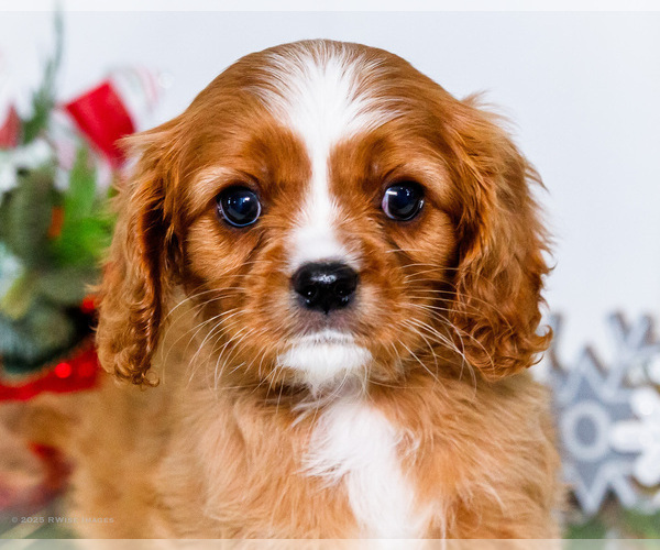 Medium Photo #50 Cavalier King Charles Spaniel Puppy For Sale in WAKARUSA, IN, USA