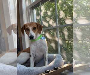 KEDI - Female Mutt Dog for Adoption - Photo #2