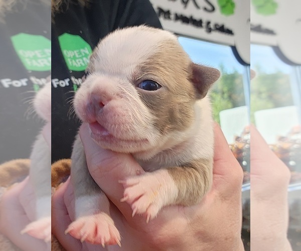 Medium Photo #5 Boston Terrier Puppy For Sale in FT MYERS, FL, USA
