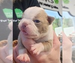 Small #4 Boston Terrier