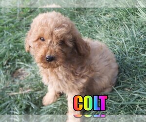 Poodle (Miniature) Puppy for sale in jasper, AR, USA