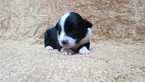 Small Photo #1 Australian Shepherd Puppy For Sale in JEFFERSON, SC, USA