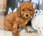 Small #1 Goldendoodle (Miniature)