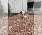 Small #1 American Bulldog