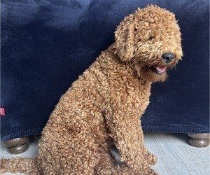 Father of the Goldendoodle (Miniature) puppies born on 01/11/2025