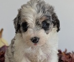 Small Photo #39 Schnoodle (Miniature) Puppy For Sale in GOSHEN, IN, USA