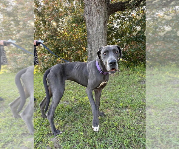 Medium Photo #1 Great Dane Puppy For Sale in Bullard, TX, USA