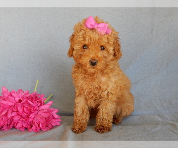 Medium Photo #6 Goldendoodle (Miniature) Puppy For Sale in MILLERSBURG, OH, USA