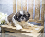 Puppy Sage Shih Tzu