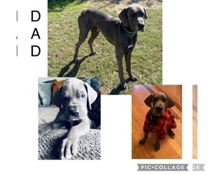 Father of the Great Dane puppies born on 06/09/2022