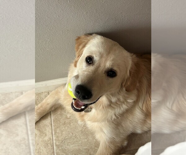 Medium Photo #6 Golden Retriever Puppy For Sale in HOUSTON, TX, USA