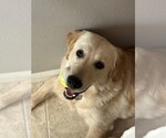 Shiloh - Female Golden Retriever Puppy for Sale - Photo #6