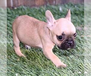 French Bulldog Puppy for sale in PORTLAND, OR, USA