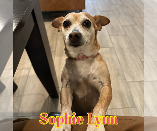Medium Photo #47 Chiweenie Puppy For Sale in San Antonio, TX, USA