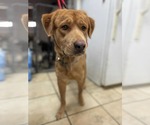 Small Golden Labrador