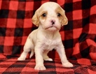 Small Photo #15 Cavapoo Puppy For Sale in PHOENIX, AZ, USA