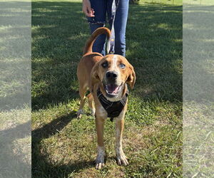 Mutt Dogs for adoption in Macon, MO, USA